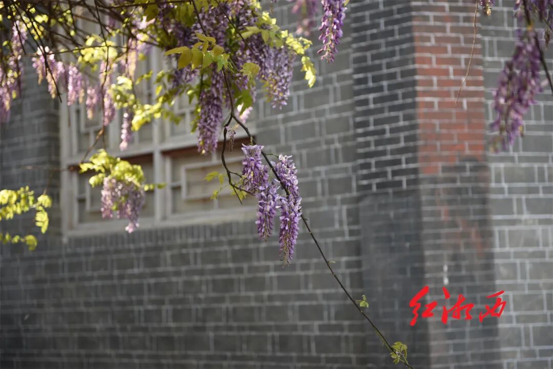 夜读|虬枝紫烟写文脉