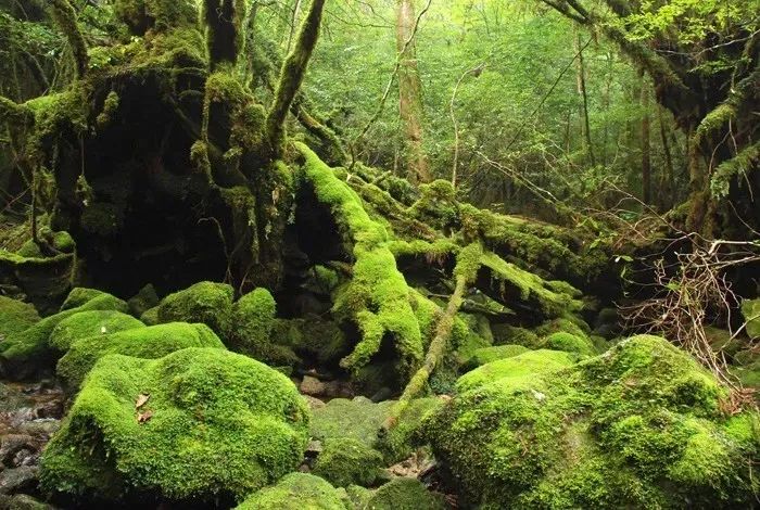 【行樂之選】日本最美20島，你必須擁有 旅遊 第32張