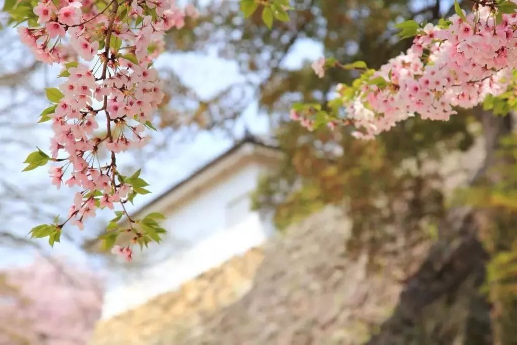 2019第一波櫻花前線來啦！今年最美的櫻花去哪看？ 旅遊 第46張