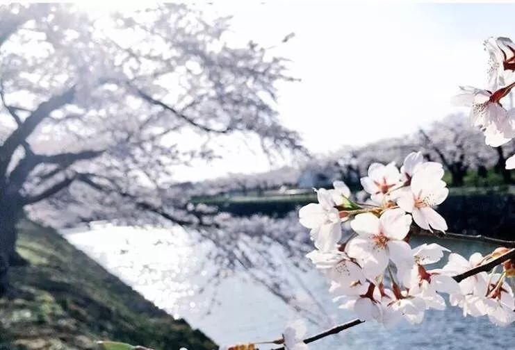2019第一波櫻花前線來啦！今年最美的櫻花去哪看？ 未分類 第11張