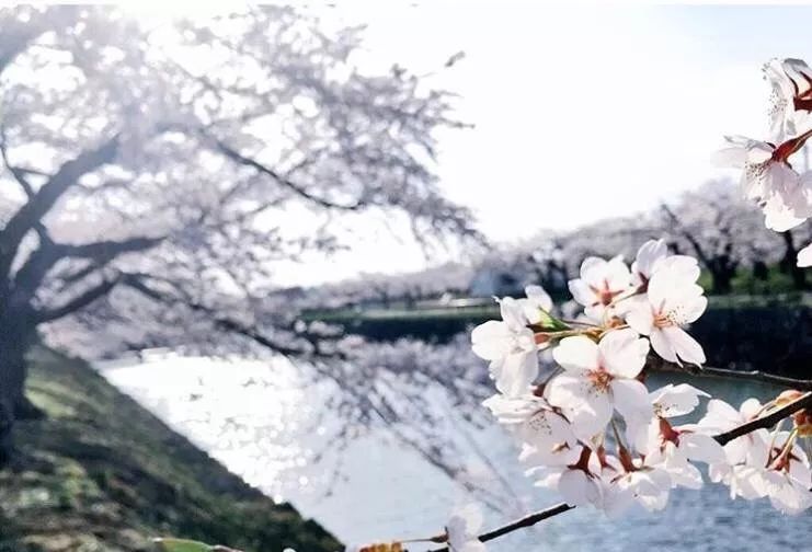 2019第一波櫻花前線來啦！今年最美的櫻花去哪看？ 旅遊 第11張
