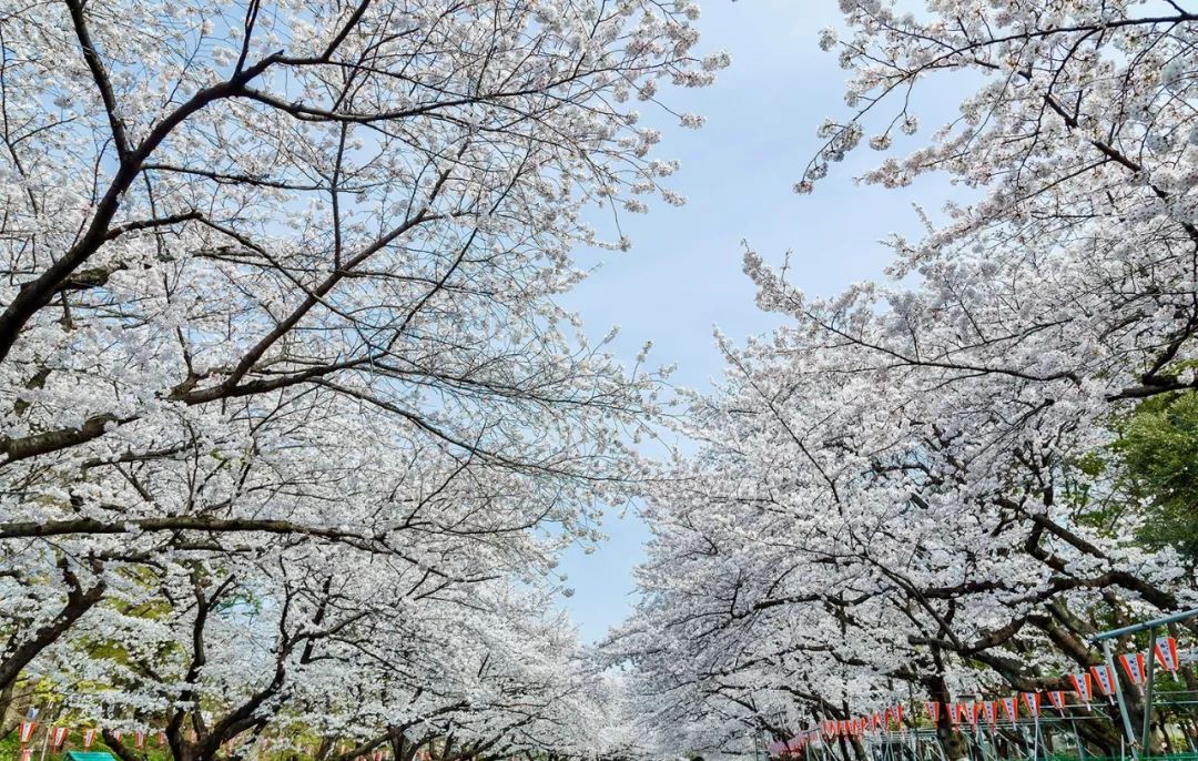 2019第一波櫻花前線來啦！今年最美的櫻花去哪看？ 旅遊 第25張