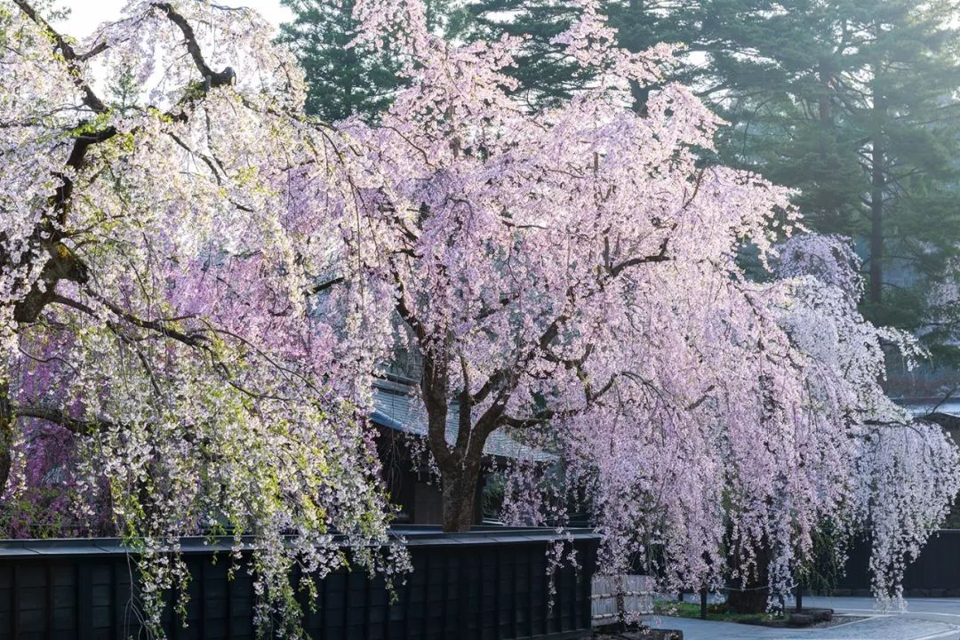 2019第一波櫻花前線來啦！今年最美的櫻花去哪看？ 旅遊 第16張
