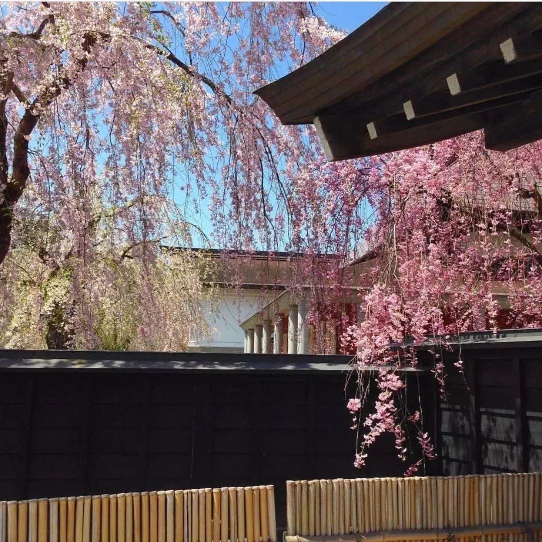 2019第一波櫻花前線來啦！今年最美的櫻花去哪看？ 旅遊 第17張