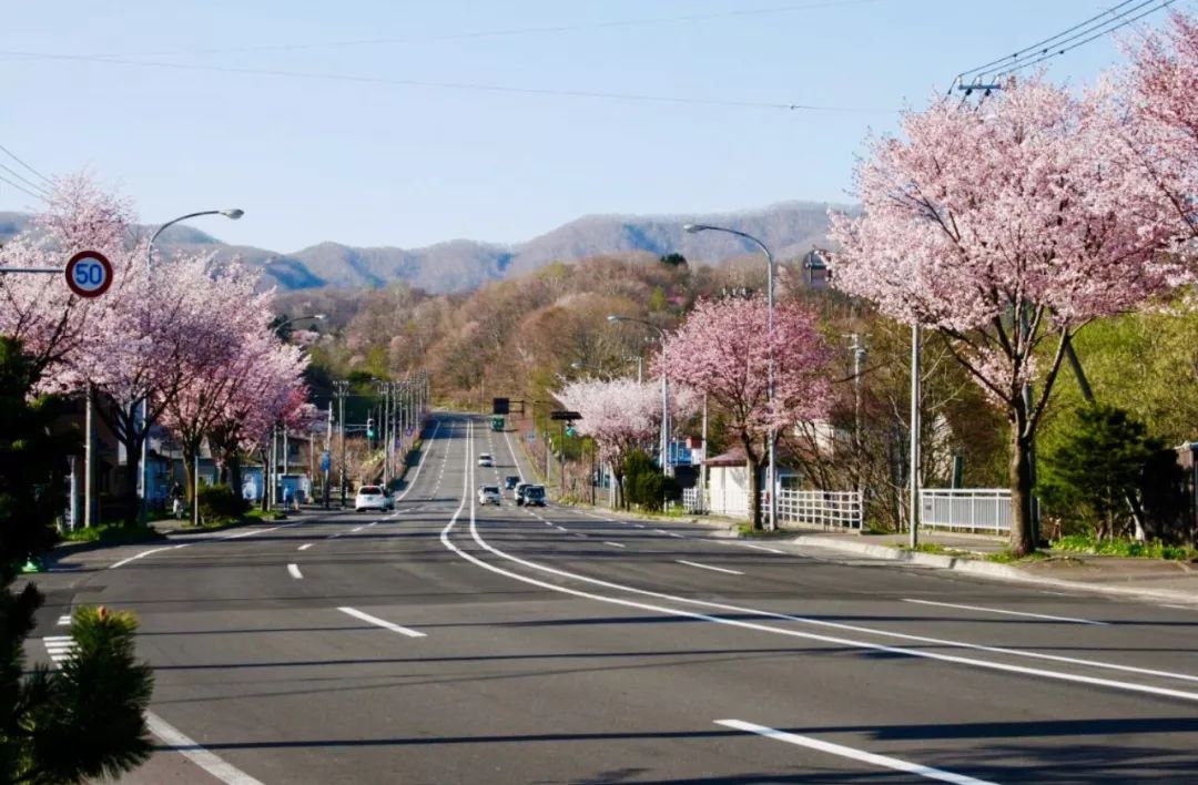 2019第一波櫻花前線來啦！今年最美的櫻花去哪看？ 旅遊 第8張
