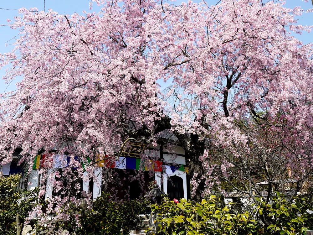 2019第一波櫻花前線來啦！今年最美的櫻花去哪看？ 旅遊 第42張