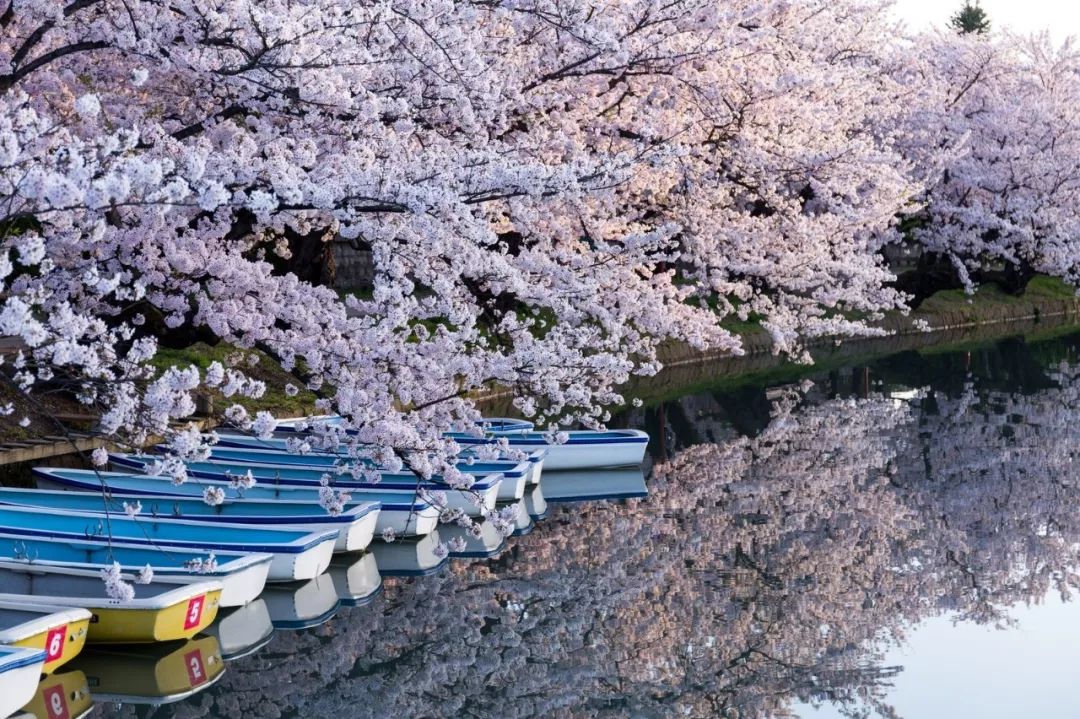 2019第一波櫻花前線來啦！今年最美的櫻花去哪看？ 旅遊 第24張