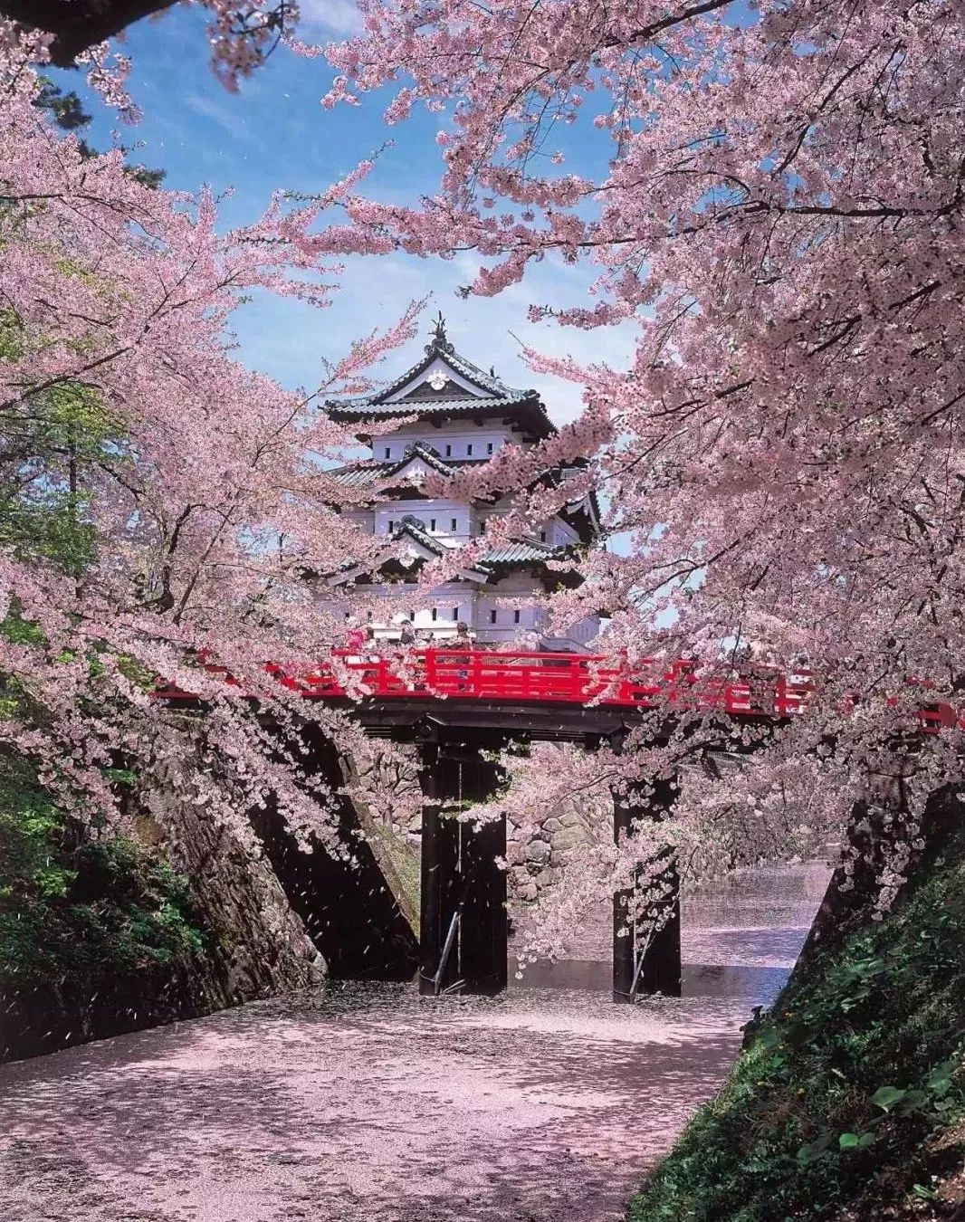 2019第一波櫻花前線來啦！今年最美的櫻花去哪看？ 旅遊 第21張