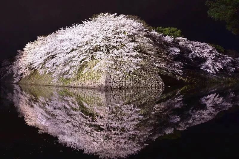 2019第一波櫻花前線來啦！今年最美的櫻花去哪看？ 旅遊 第44張