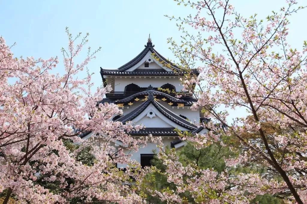 2019第一波櫻花前線來啦！今年最美的櫻花去哪看？ 旅遊 第45張