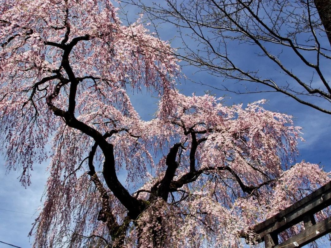 2019第一波櫻花前線來啦！今年最美的櫻花去哪看？ 旅遊 第29張