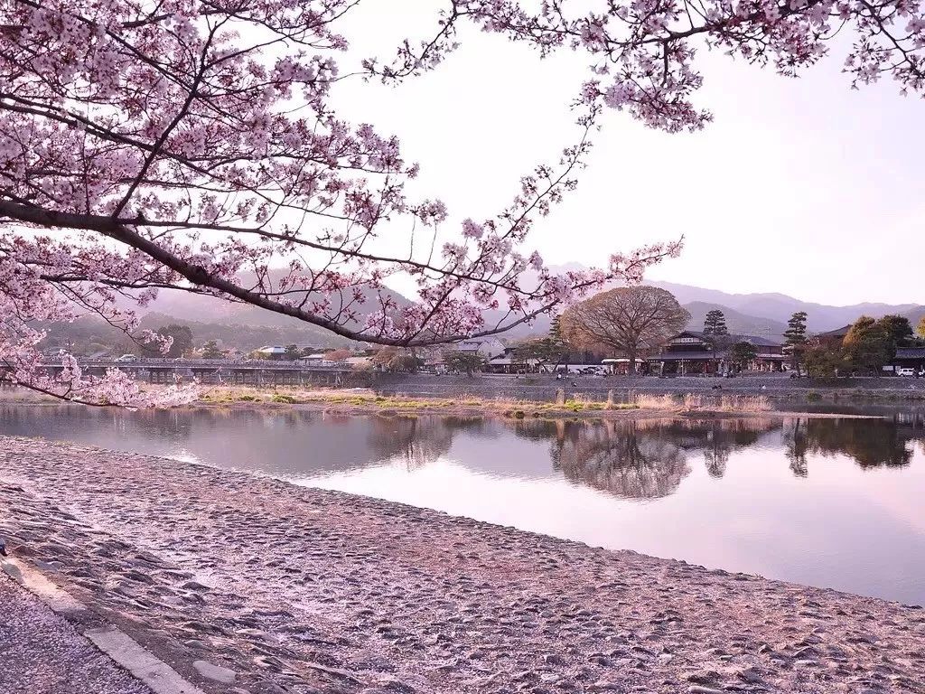 2019第一波櫻花前線來啦！今年最美的櫻花去哪看？ 旅遊 第40張