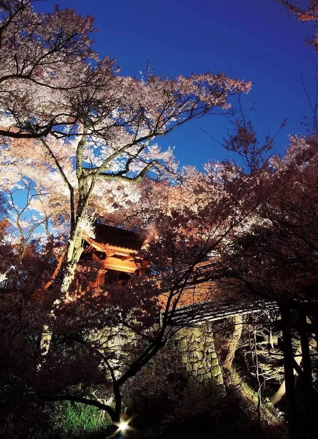 2019第一波櫻花前線來啦！今年最美的櫻花去哪看？ 旅遊 第33張