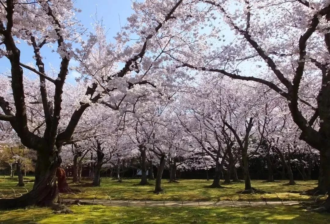 2019第一波櫻花前線來啦！今年最美的櫻花去哪看？ 旅遊 第53張