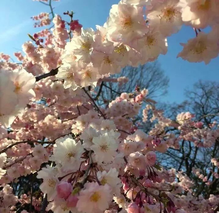 2019第一波櫻花前線來啦！今年最美的櫻花去哪看？ 旅遊 第37張