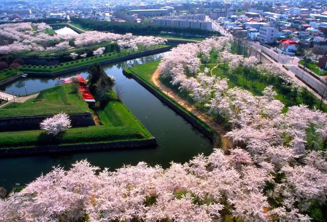 2019第一波櫻花前線來啦！今年最美的櫻花去哪看？ 旅遊 第12張