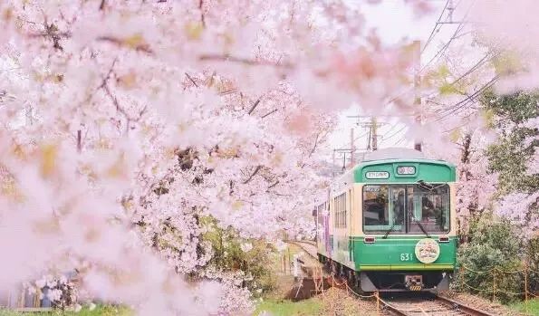 2019第一波櫻花前線來啦！今年最美的櫻花去哪看？ 旅遊 第41張