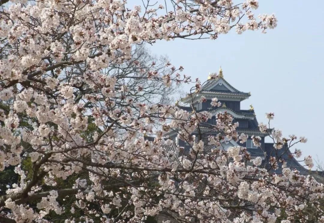 2019第一波櫻花前線來啦！今年最美的櫻花去哪看？ 旅遊 第54張
