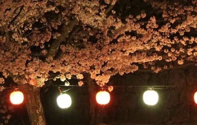 2019第一波櫻花前線來啦！今年最美的櫻花去哪看？ 旅遊 第49張