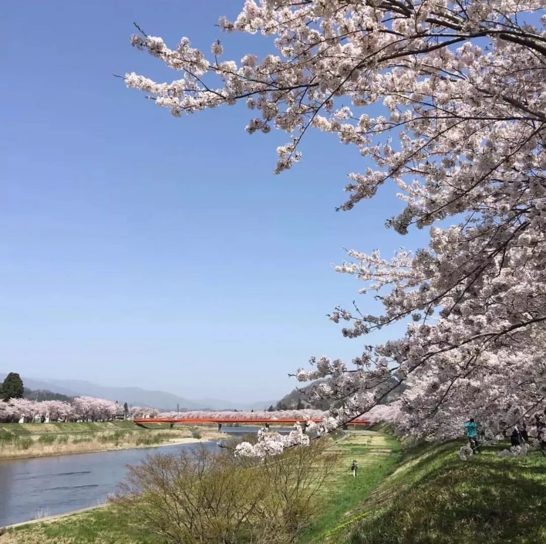 2019第一波櫻花前線來啦！今年最美的櫻花去哪看？ 旅遊 第18張