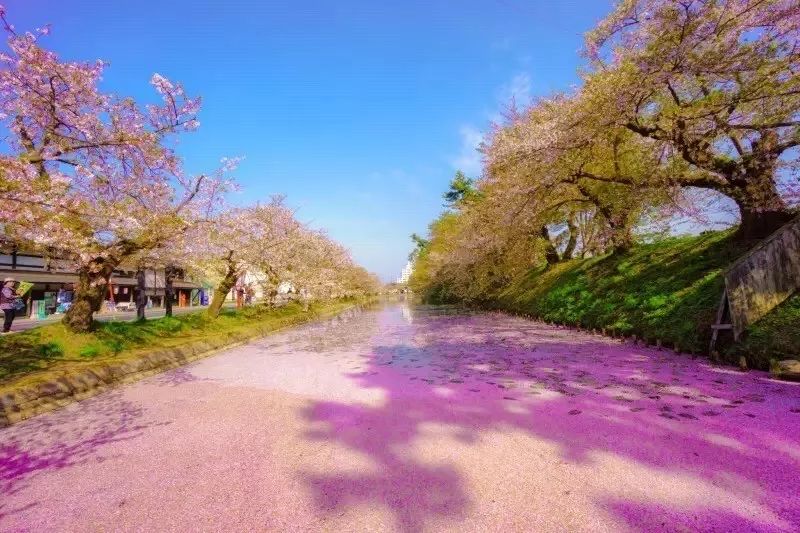 2019第一波櫻花前線來啦！今年最美的櫻花去哪看？ 旅遊 第20張