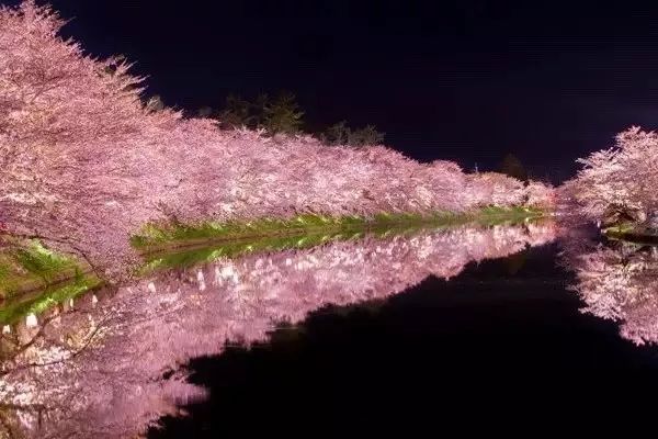 2019第一波櫻花前線來啦！今年最美的櫻花去哪看？ 旅遊 第22張