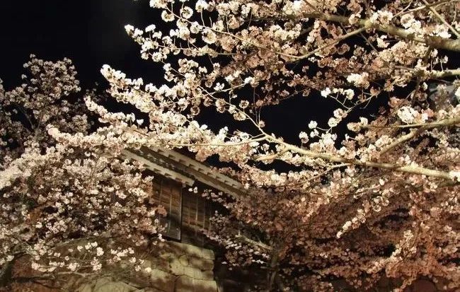 2019第一波櫻花前線來啦！今年最美的櫻花去哪看？ 旅遊 第50張
