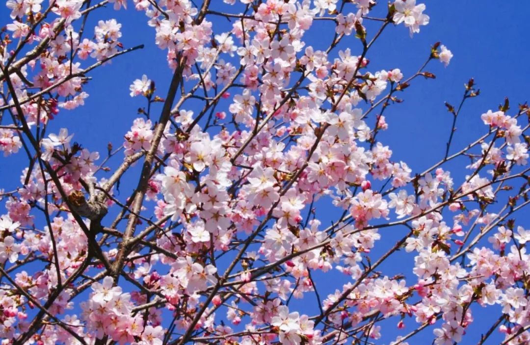 2019第一波櫻花前線來啦！今年最美的櫻花去哪看？ 旅遊 第9張