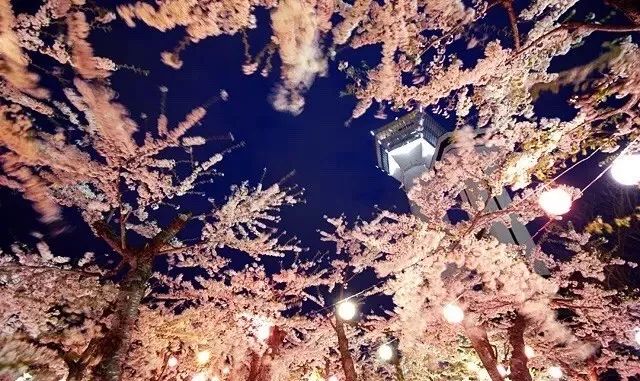 2019第一波櫻花前線來啦！今年最美的櫻花去哪看？ 旅遊 第14張