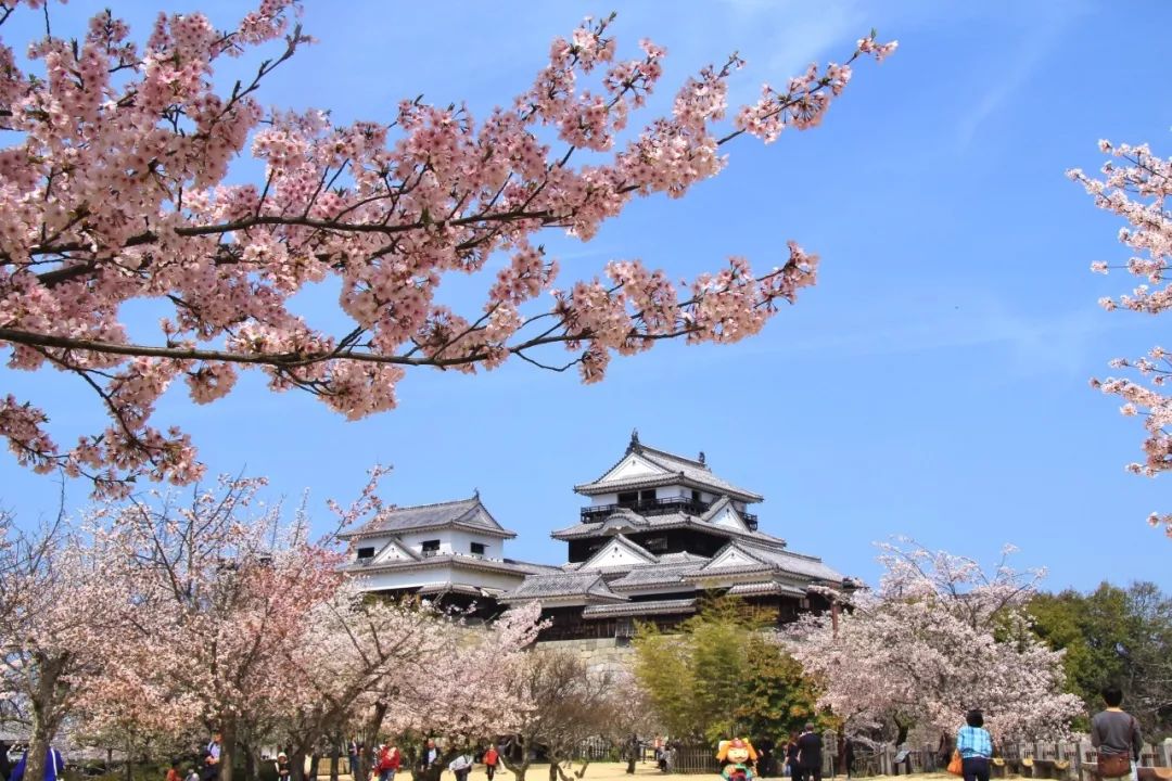 2019第一波櫻花前線來啦！今年最美的櫻花去哪看？ 旅遊 第48張