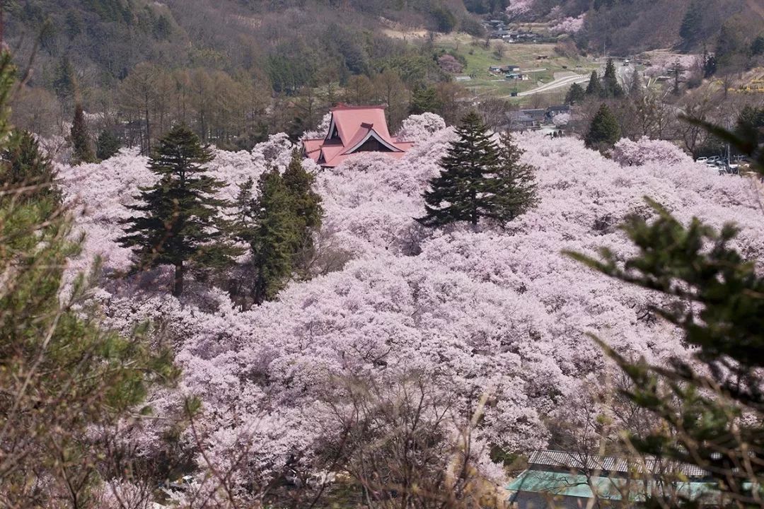 2019第一波櫻花前線來啦！今年最美的櫻花去哪看？ 旅遊 第32張