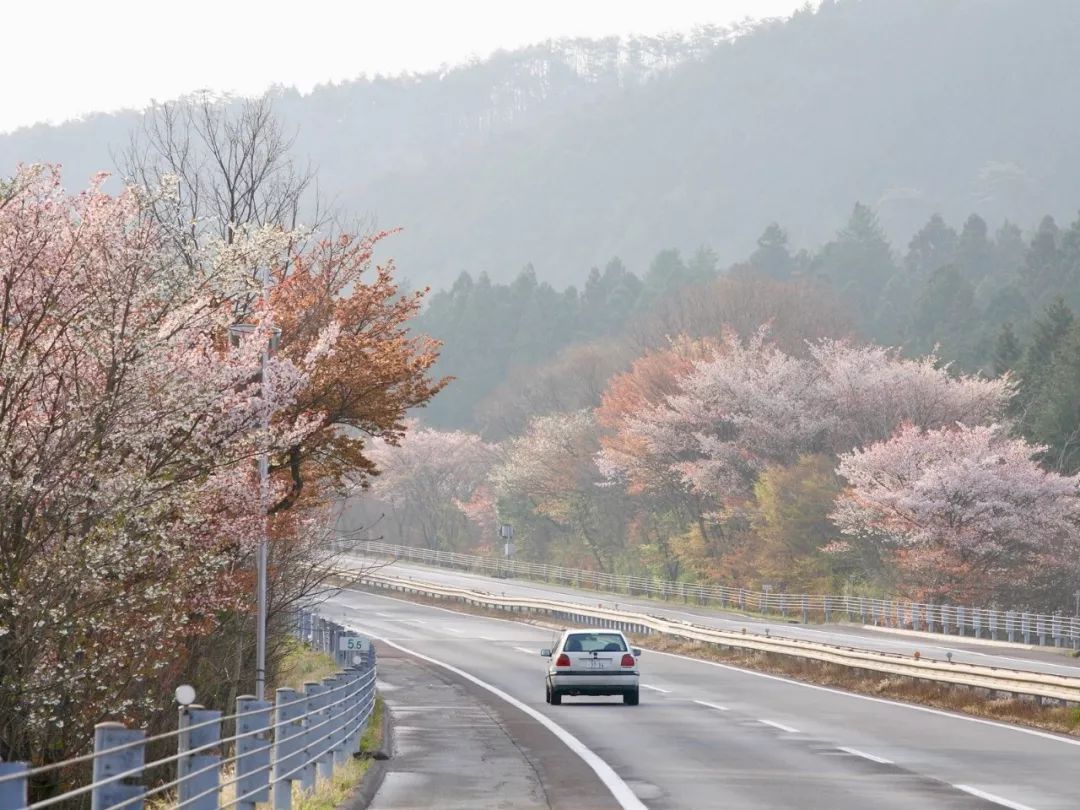 2019第一波櫻花前線來啦！今年最美的櫻花去哪看？ 旅遊 第27張