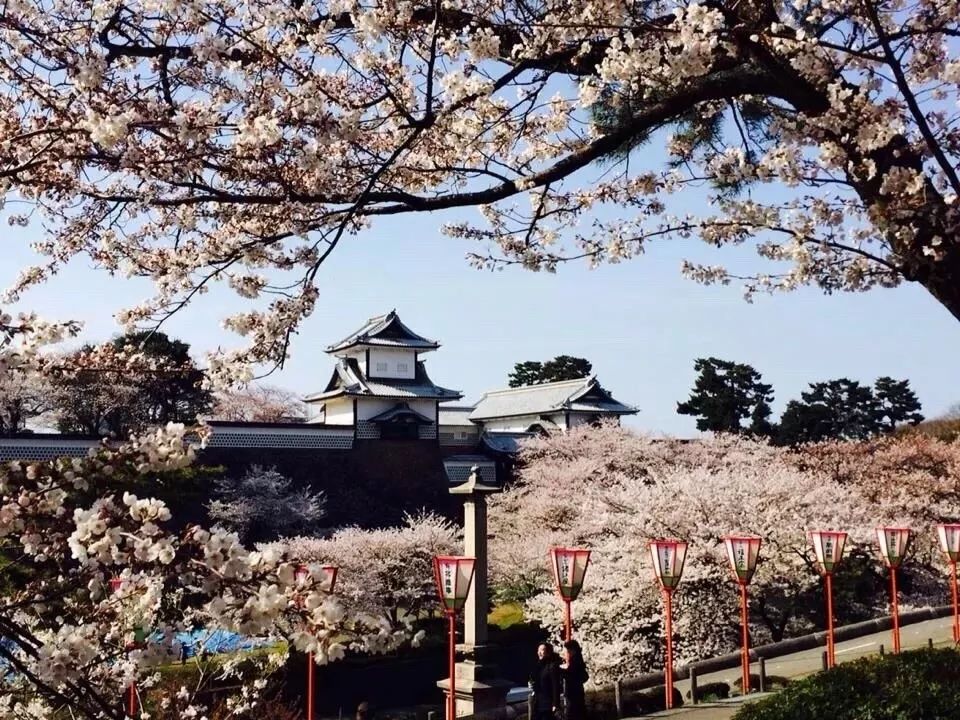 2019第一波櫻花前線來啦！今年最美的櫻花去哪看？ 旅遊 第36張