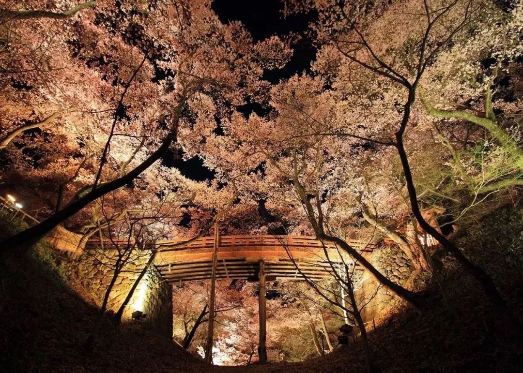 2019第一波櫻花前線來啦！今年最美的櫻花去哪看？ 旅遊 第34張