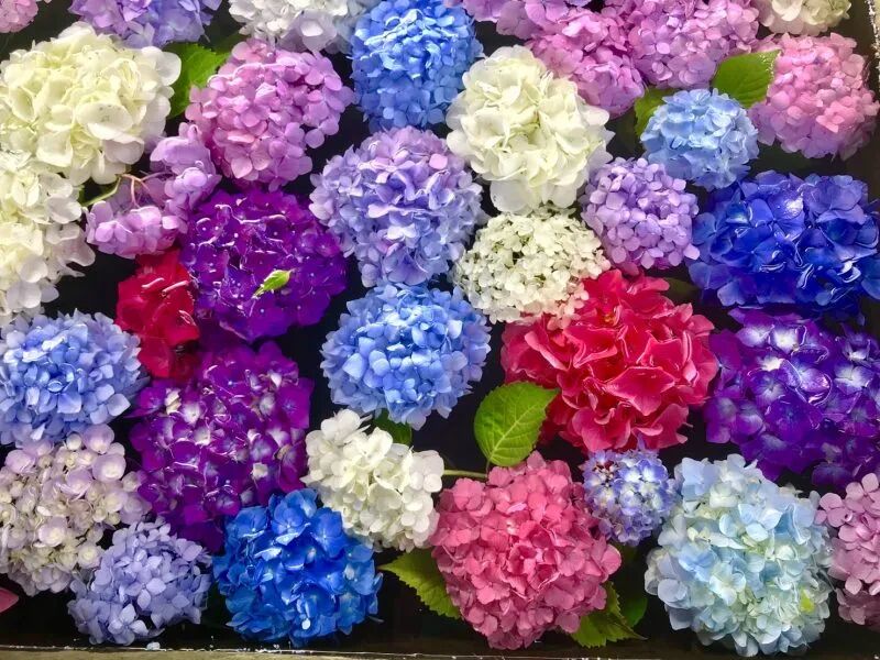 花开无尽夏 不去日本 最美的紫阳花海在哪儿看 柠檬资讯