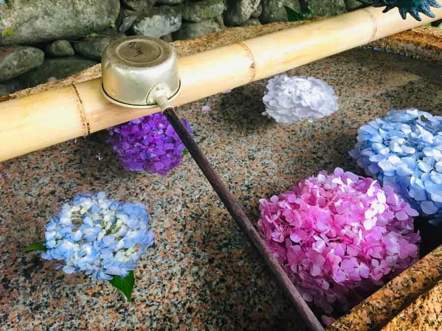 花开无尽夏 不去日本 最美的紫阳花海在哪儿看 柠檬资讯