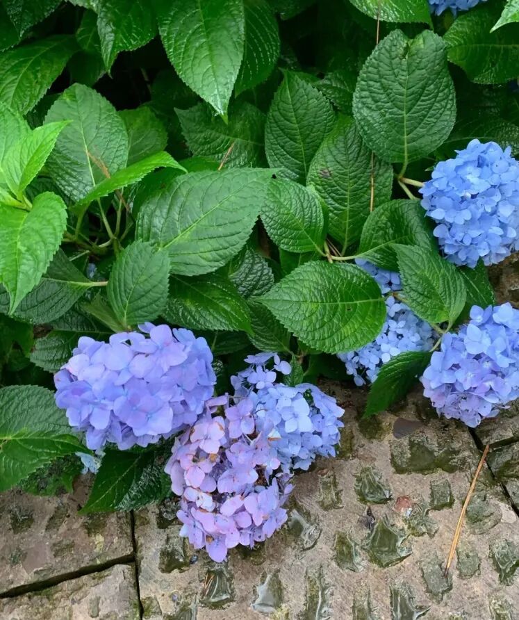 花开无尽夏 不去日本 最美的紫阳花海在哪儿看 柠檬资讯