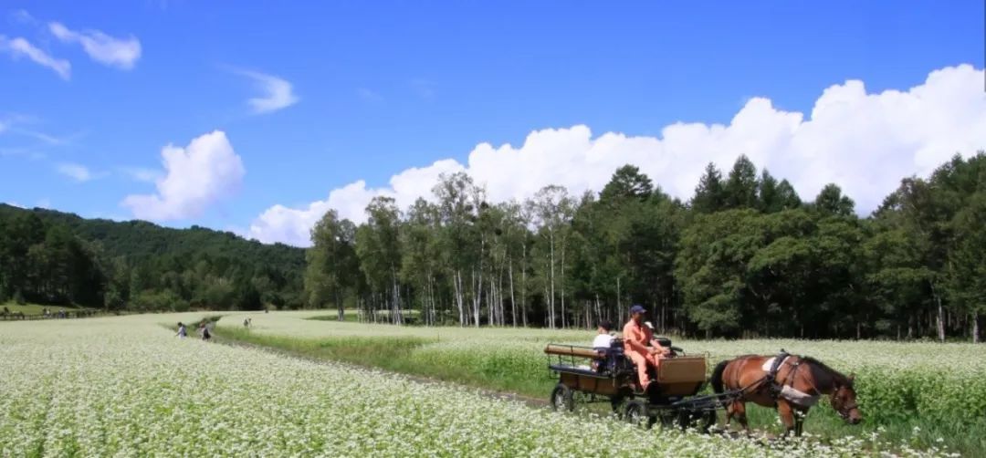 原本以為的日本土味鄉村，竟然這麼迷人？！ 旅行 第88張