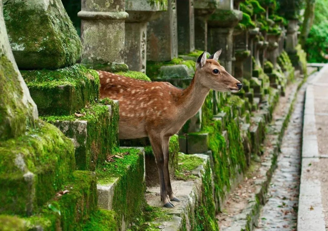 【行樂47】撇開小鹿和古寺，奈良還有好玩的地方嗎？ 旅遊 第8張