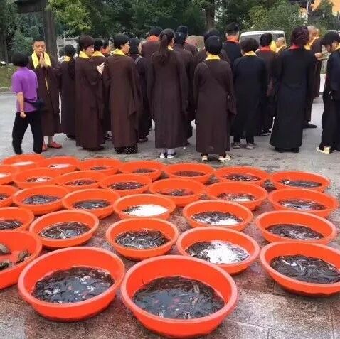 在初一十五佛菩萨圣诞日放生,功德会比平时更大吗?