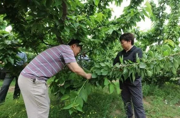 大棚樱桃树什么时候剪枝? 图片