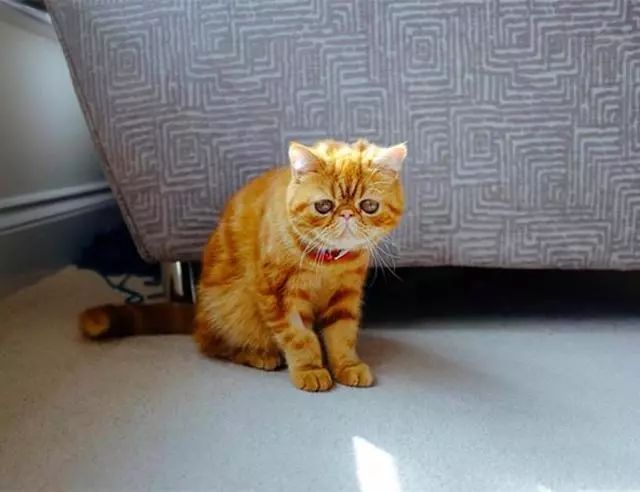 猫咪中的老大爷 它们是最有名的影视猫 名气很大 萌宠与家人