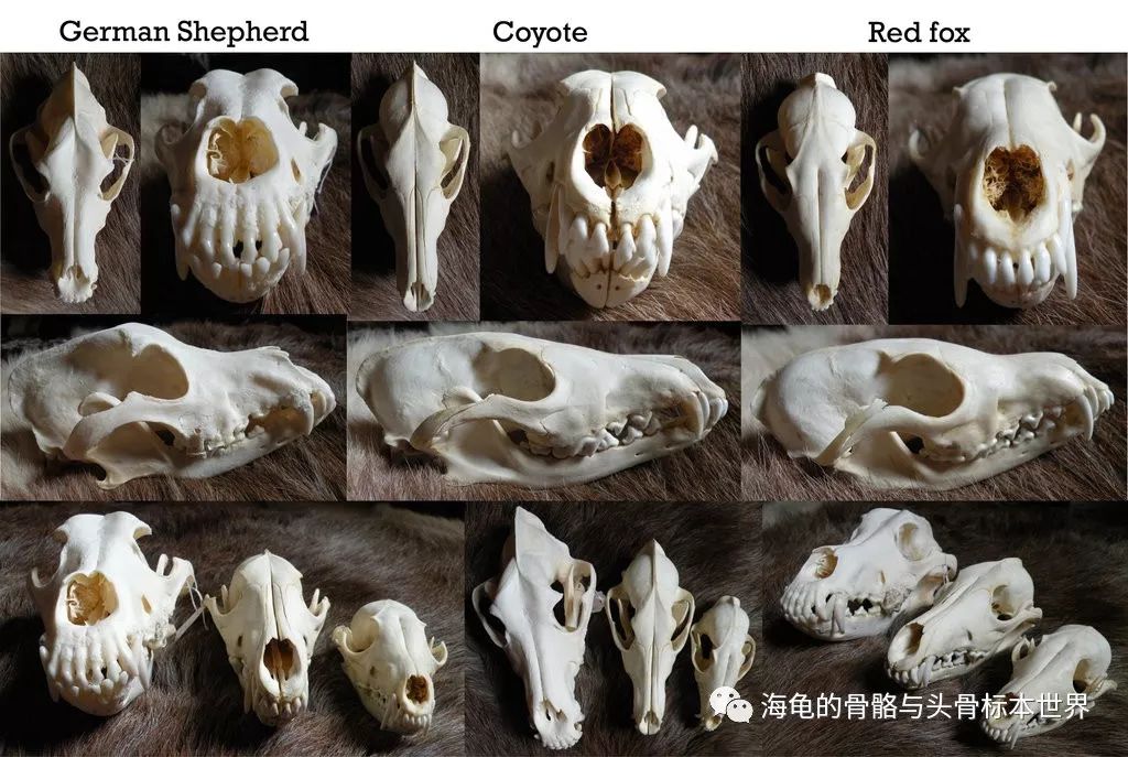 头骨比较解剖学