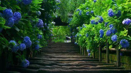 教你夏天怎樣養繡球花 原來這麼簡單 一個個花球長滿盆 私家庭院 微文庫