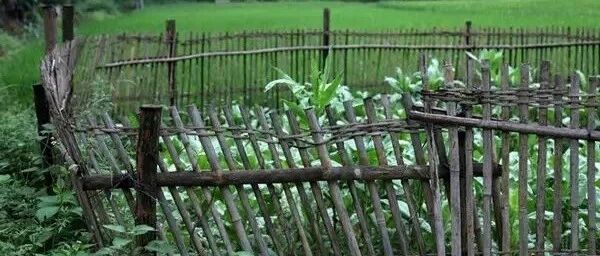 想和你有个菜园，春种秋收，悠然到老