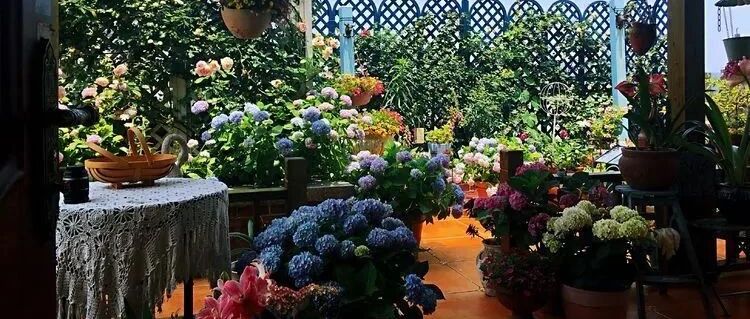 美！美！美！花友自建240平楼顶花园，美爆了！