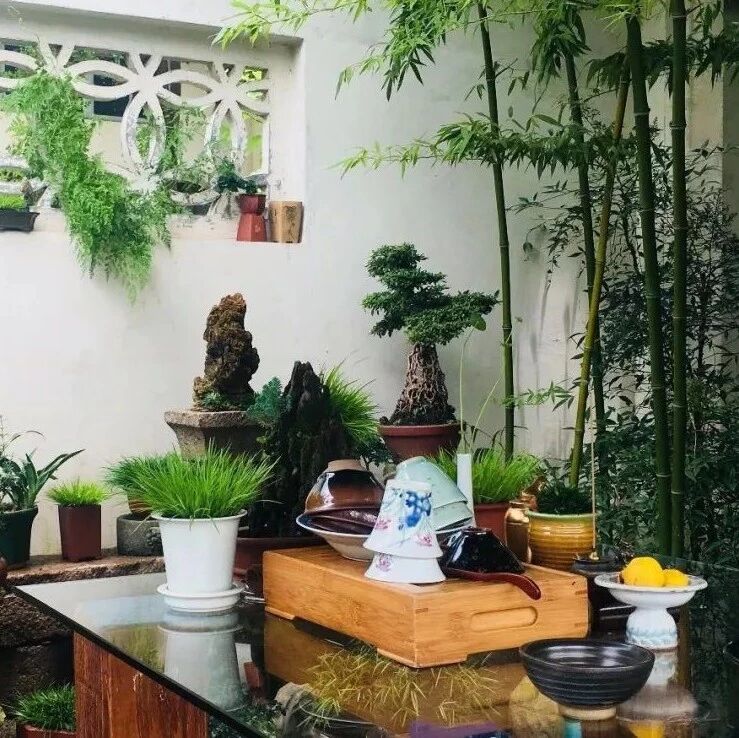 有个小院，喝茶赏蒲玩石头