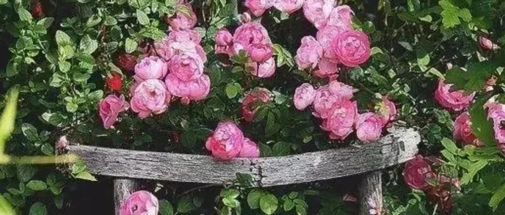 徐志摩：没有结局的邂逅