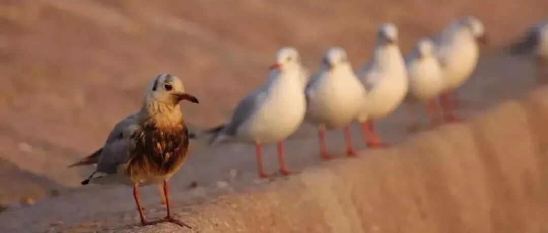 年度最佳微小说：千万不能站错队