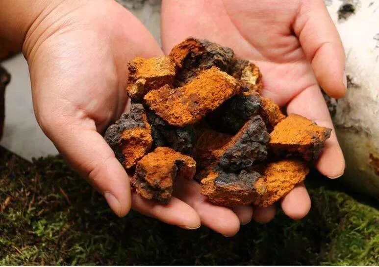 森林钻石 桦褐孔菌（白桦茸）